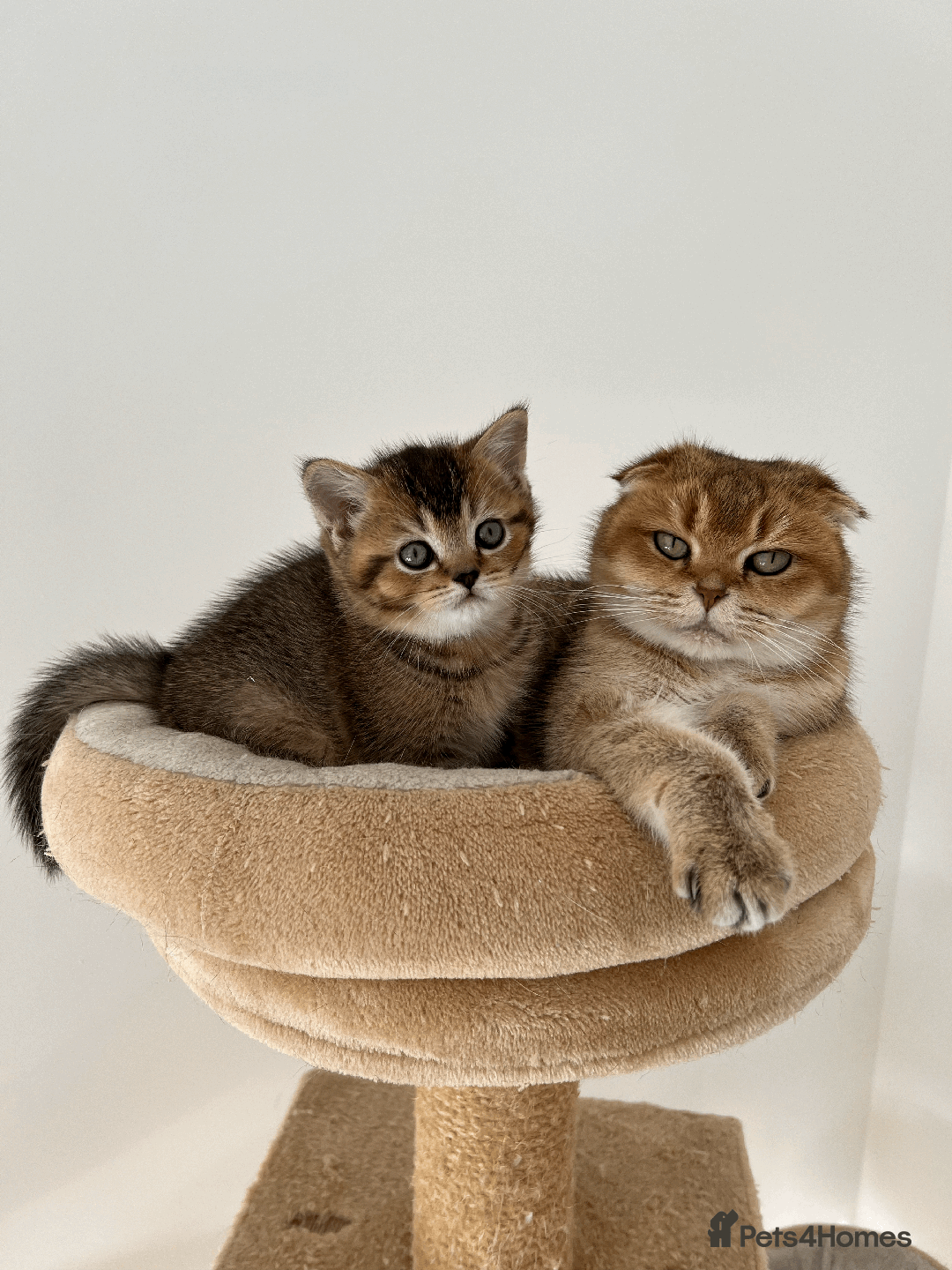 Scottish Fold cats for sale: TICA Pedigree Scottish Straight Boy🐾Rare colour🐾 - Image 10