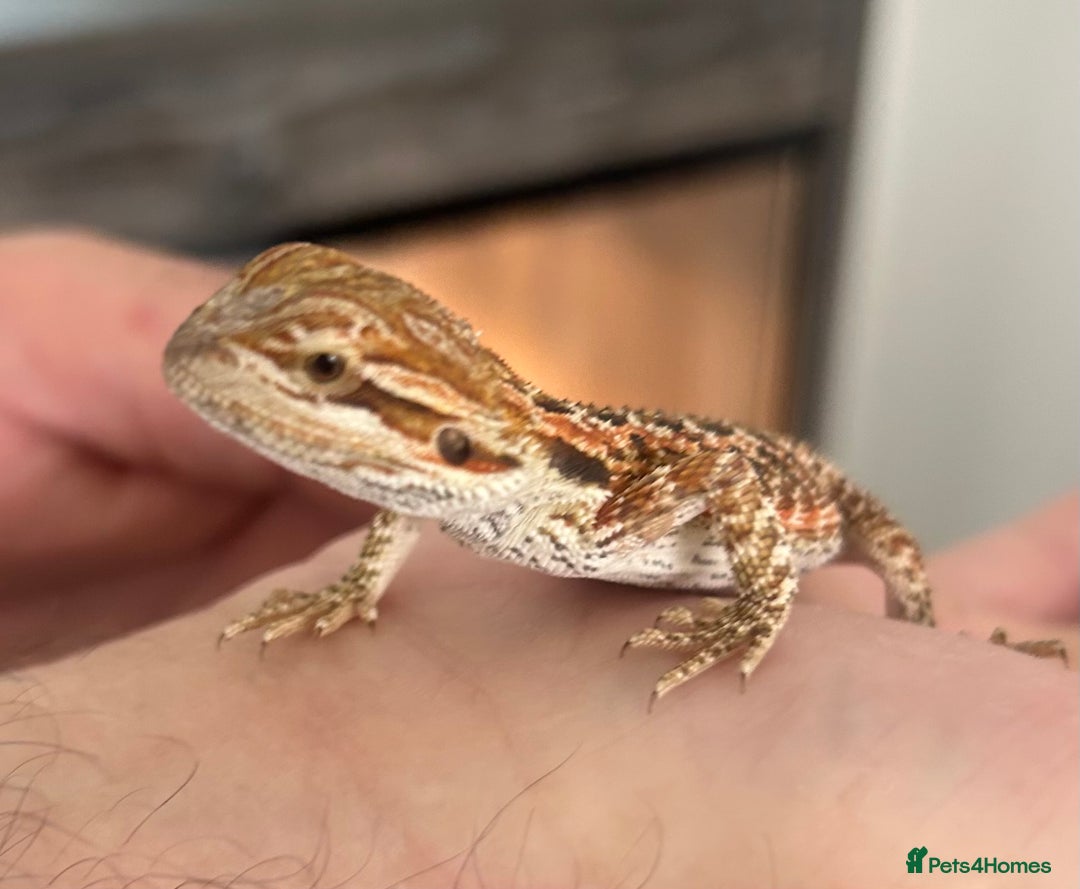 Bearded Dragon reptiles for sale: 15 Baby dearded dragons - Image 9