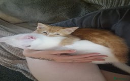Mixed Breed cats for sale: 2 sister looking for new home  - Image 3
