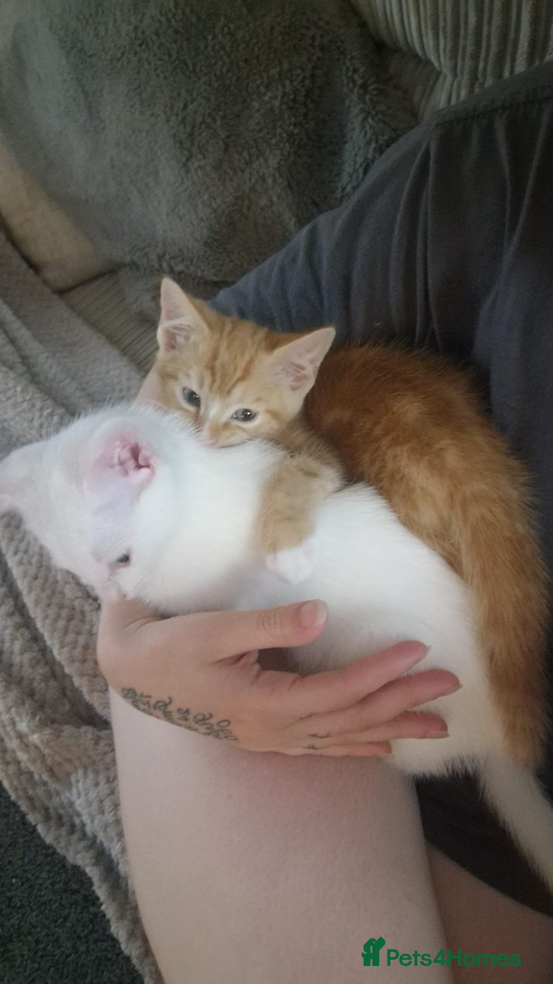 Mixed Breed cats for sale: 2 sister looking for new home  - Image 3