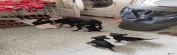 English Toy Terrier dogs for sale: Baby ett puppies for sale  - Advert 9