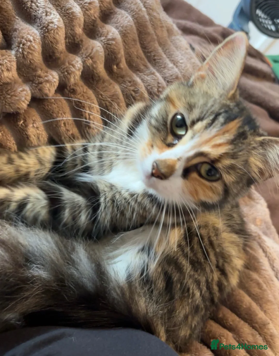 Mixed Breed cats for sale: Beautiful striped ginger kittens🐾 - Advert 2