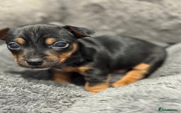 Jack Russell dogs for sale: Miniature Jack Russells - Image 1