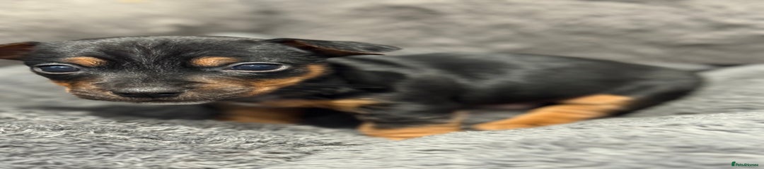 Jack Russell Puppy 1