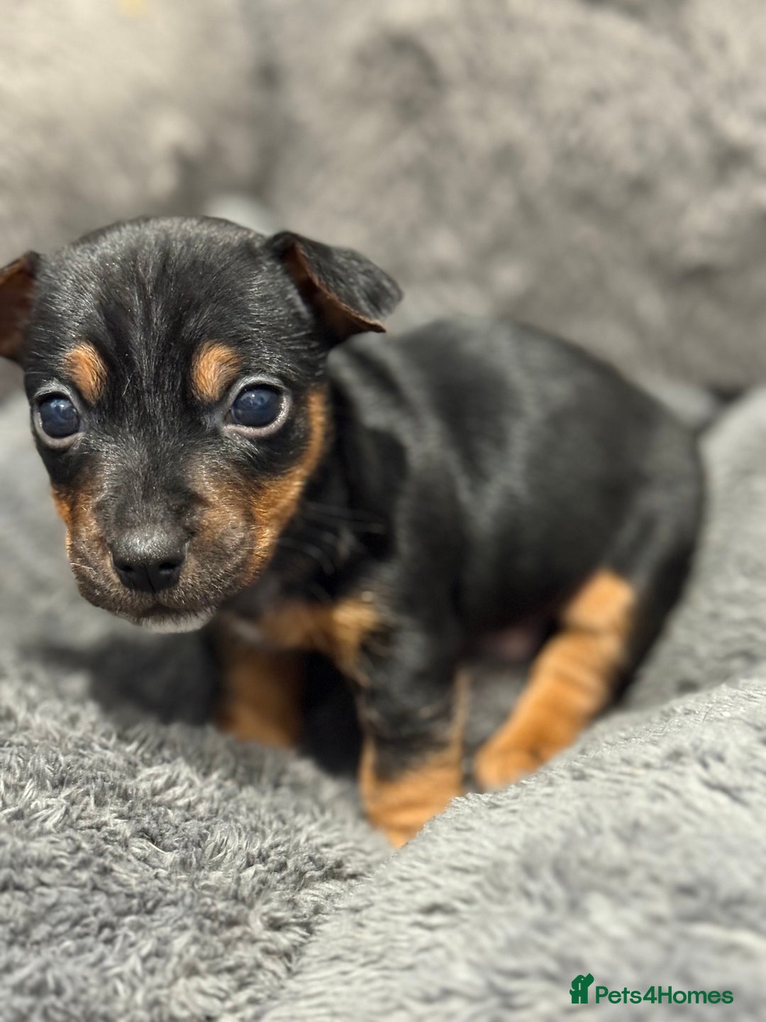 Jack Russell dogs for sale: Miniature Jack Russells - Image 1