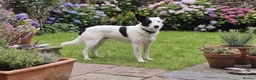Mixed Breed dogs for sale: Bella is a Smart, Energetic Companion - Advert 3