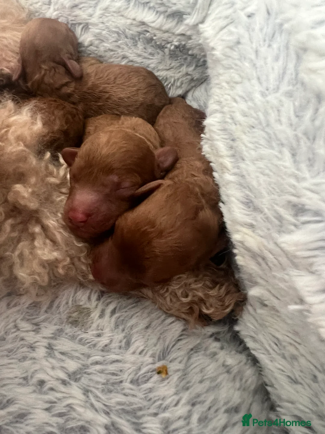 Toy Poodle dogs for sale:  KC REGISTERED Beautiful Red Toy poodle puppies  - Advert 6
