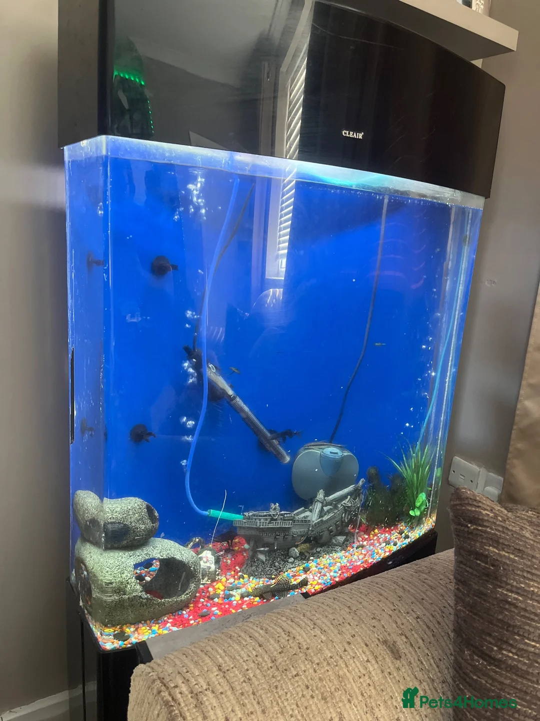 Plecos fish for sale: Full tank setup  in Deal - Advert 1