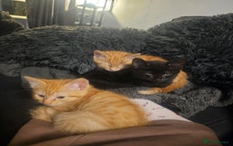 Mixed Breed cats for sale: Free too a good home - Advert 1