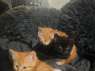 Mixed Breed cats for sale: Free too a good home - Advert 1