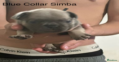 French Bulldog dogs - Advert 15