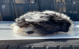 Havanese dogs for sale: Havanese bichon  - Image 4