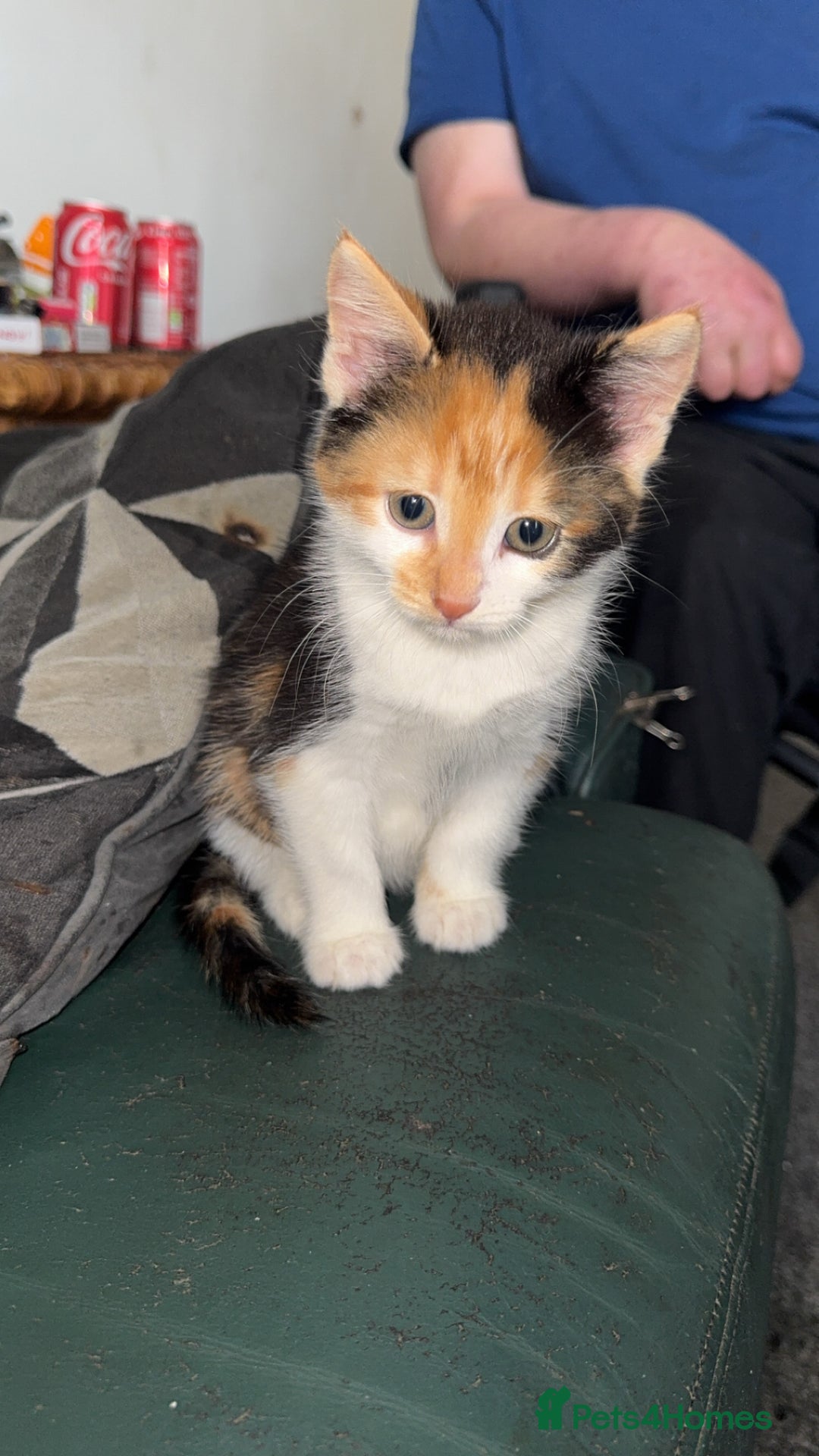 Domestic Shorthair cats for sale: 3 kittens to go  - Image 4