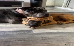 Mixed Breed dogs for sale: Cane corso / American bully Puppies  - Image 7