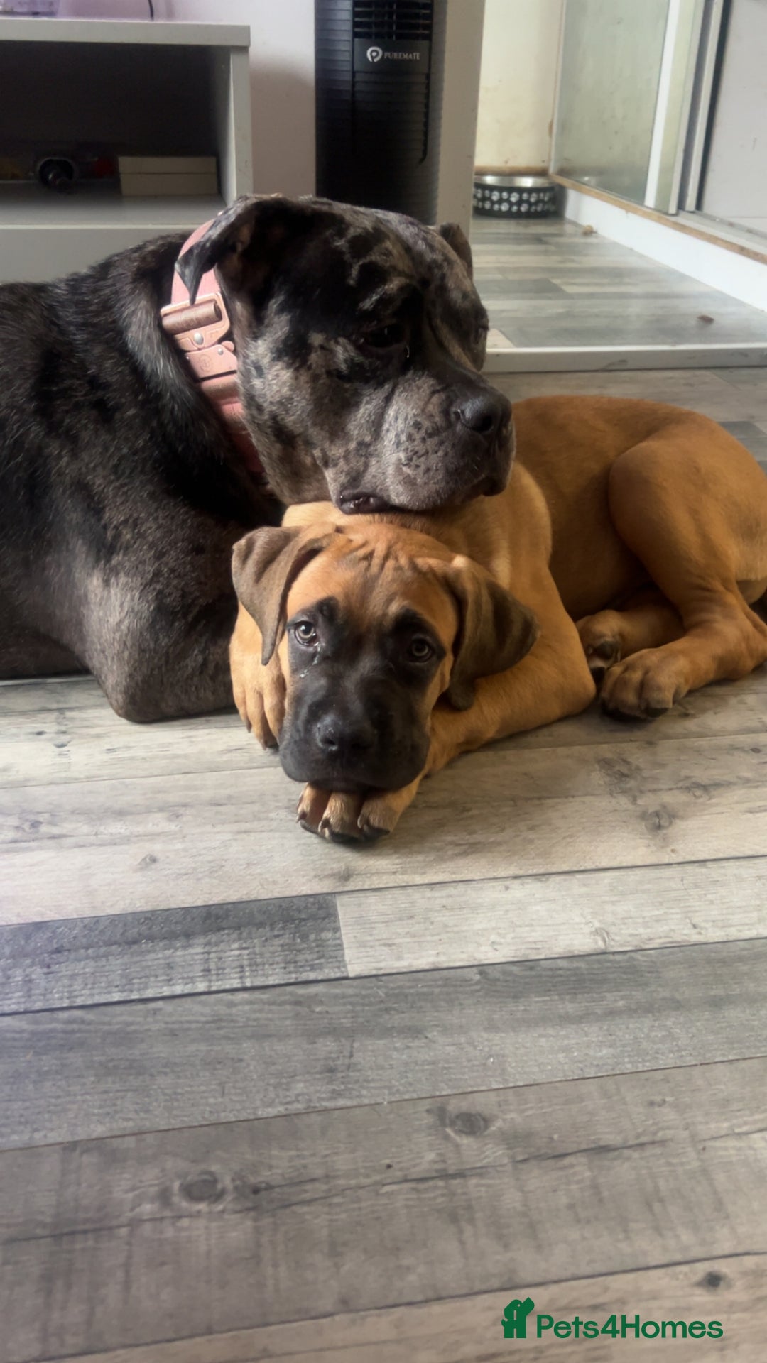 Mixed Breed dogs for sale: Cane corso / American bully Puppies  - Image 7