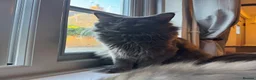 Maine Coon cats for stud: Beautiful blue stud  in Milton Keynes - Advert 4