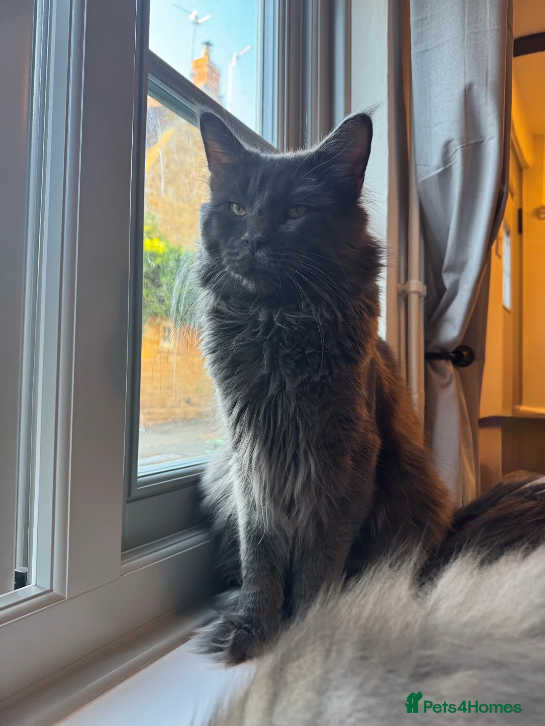 Maine Coon cats for stud: Beautiful blue stud  in Milton Keynes - Advert 4