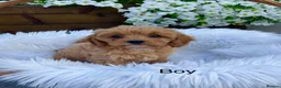 Cavapoo dogs for sale: F1 Cavapoo  - Advert 4