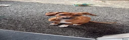 Mixed Breed dogs for sale: No breed 6 month old puppy  in Rowlands Gill - Advert 2