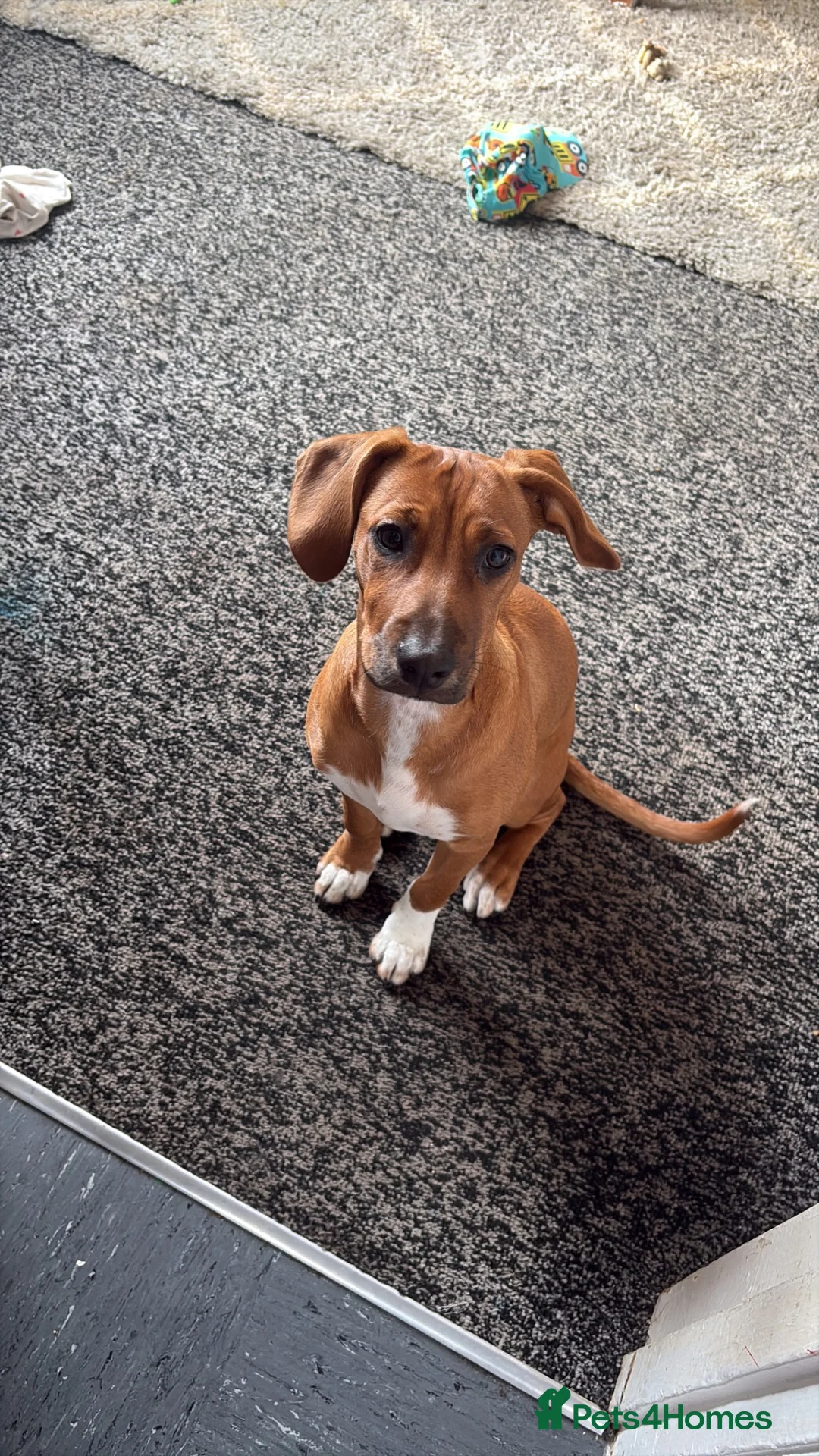 Mixed Breed dogs for sale: No breed 6 month old puppy  in Rowlands Gill - Advert 2