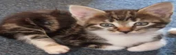 Mixed Breed cats for sale: Beautiful strikingly marked kittens  - Advert 4