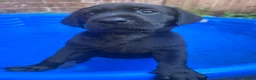 Labrador Retriever dogs for sale: Labrador Retriever KC puppies - Advert 3