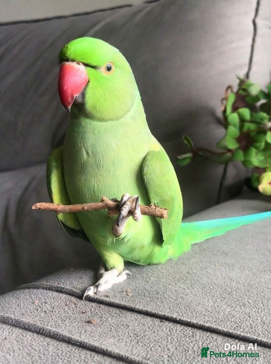 Parrots birds Baby ring neck talking parrot  in Stoke-on-Trent - Advert 2