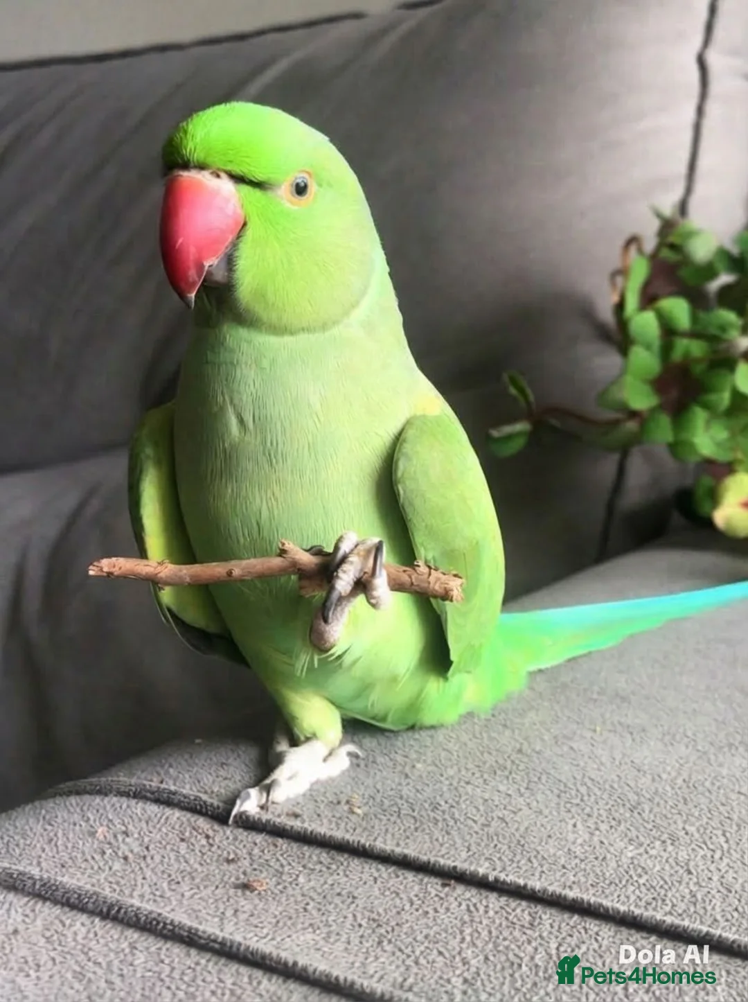 Parrots birds for sale: Baby ring neck talking parrot  in Stoke-on-Trent - Advert 1