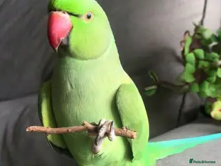 Parrots birds Baby ring neck talking parrot in Stoke-on-Trent - Advert 2