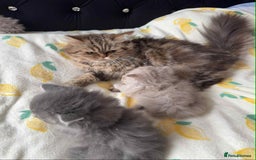 British Longhair cats for sale: British long hair kittens - Image 2