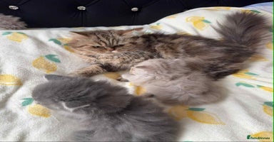 British Longhair cats - Advert 8