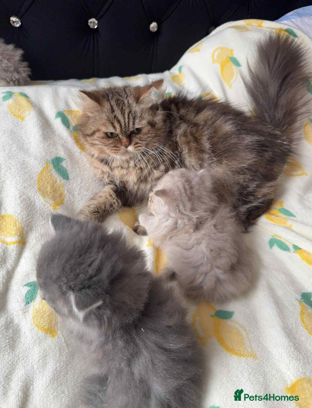 British Longhair cats for sale: British long hair kittens - Image 2