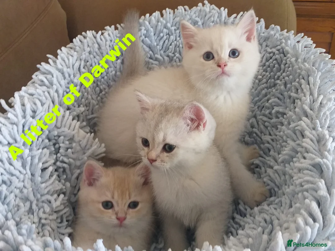 British Shorthair cats for stud: WCF & GCCF Registered cy12 BSH in Norwich - Advert 3