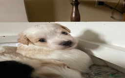Maltipoo dogs for sale: 6 Beautiful Maltipoo Puppies for sale 🐶🐾 - Image 7