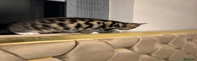 Bengal 2