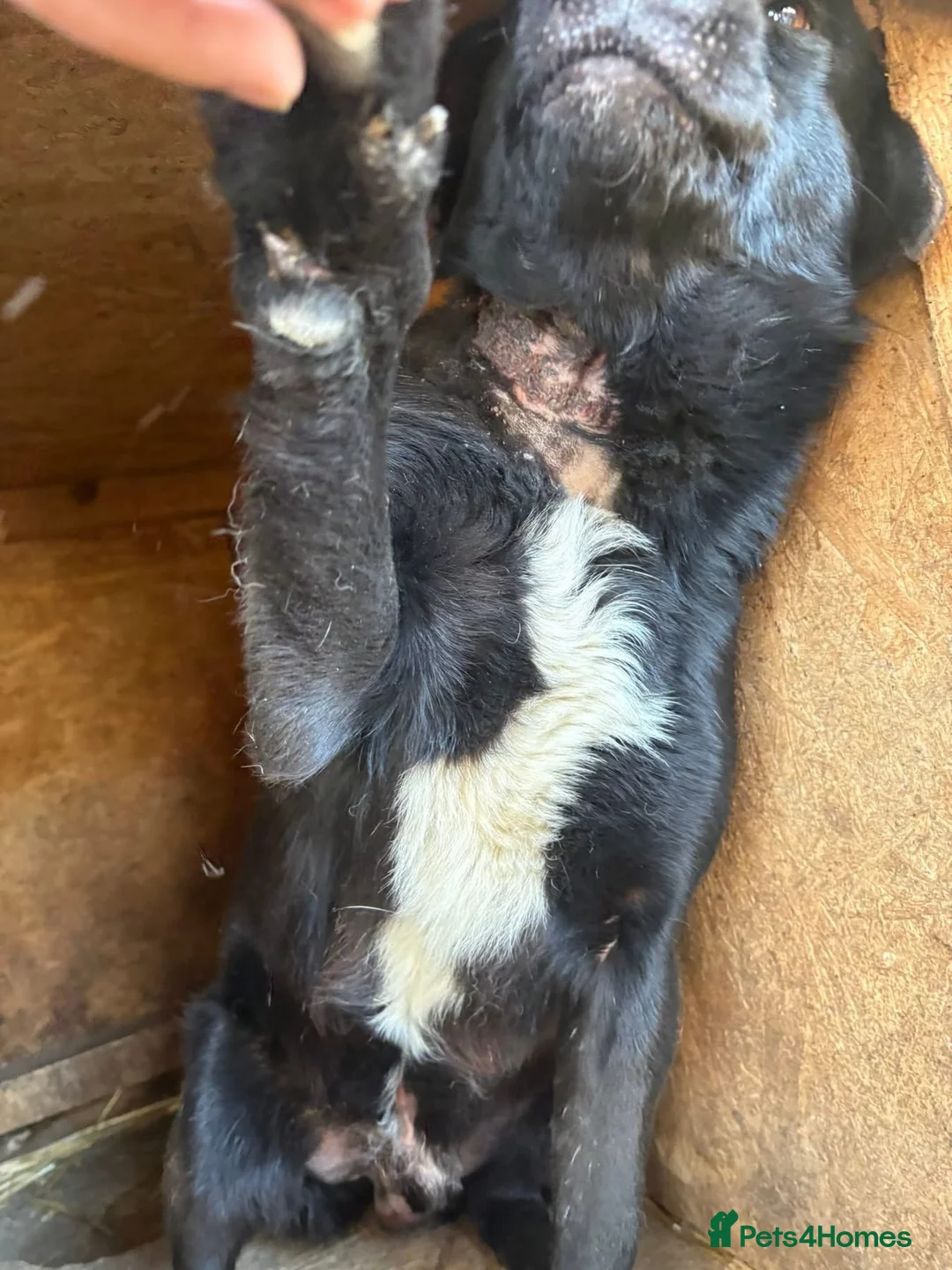 Mixed Breed dogs for adoption: Callum - Norwich Norfolk  - Advert 12