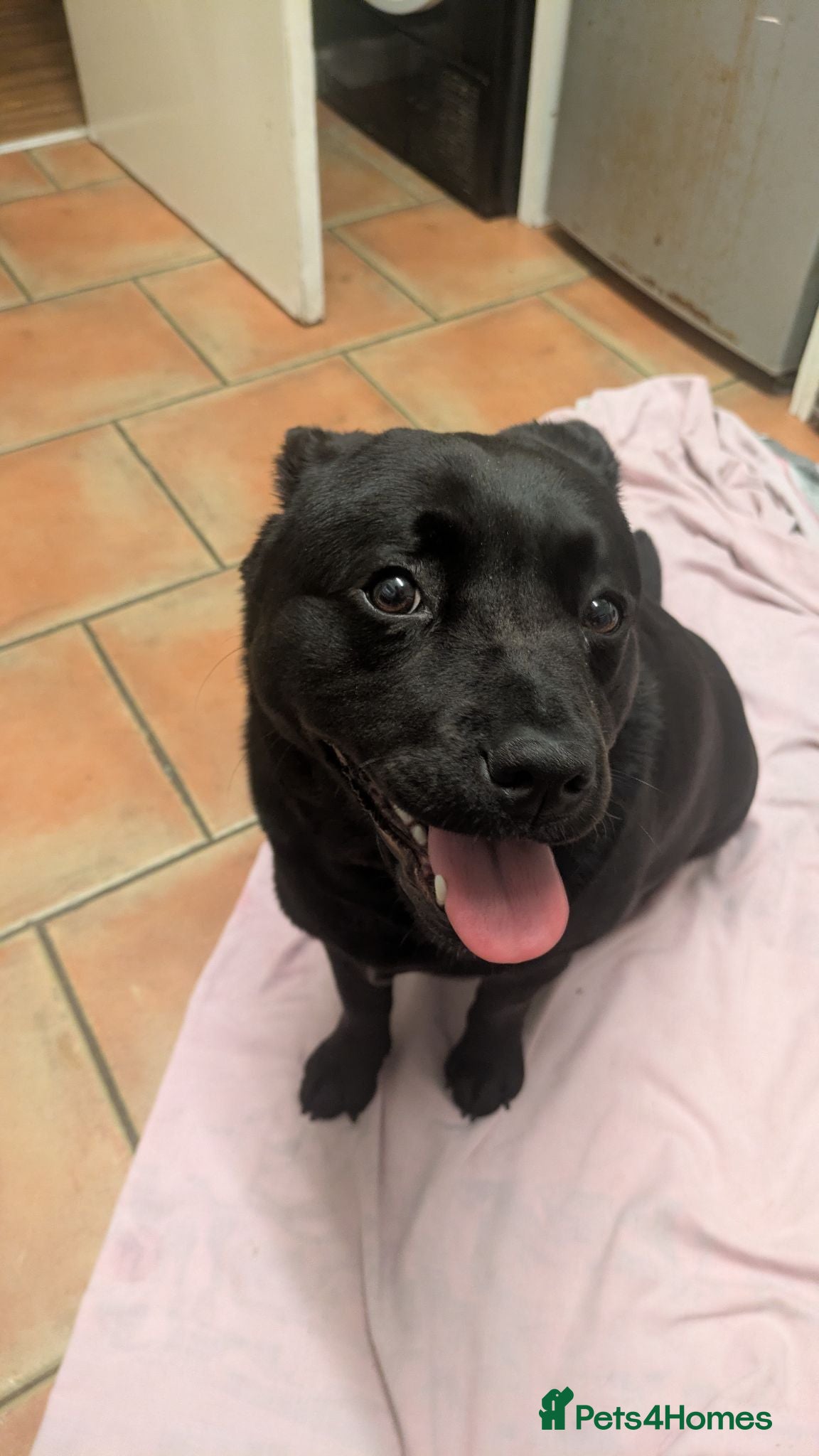 Mixed Breed dogs Puppies for sale - Advert 2