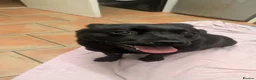 Mixed Breed dogs for sale: Puppies for sale in Leicester - Advert 1