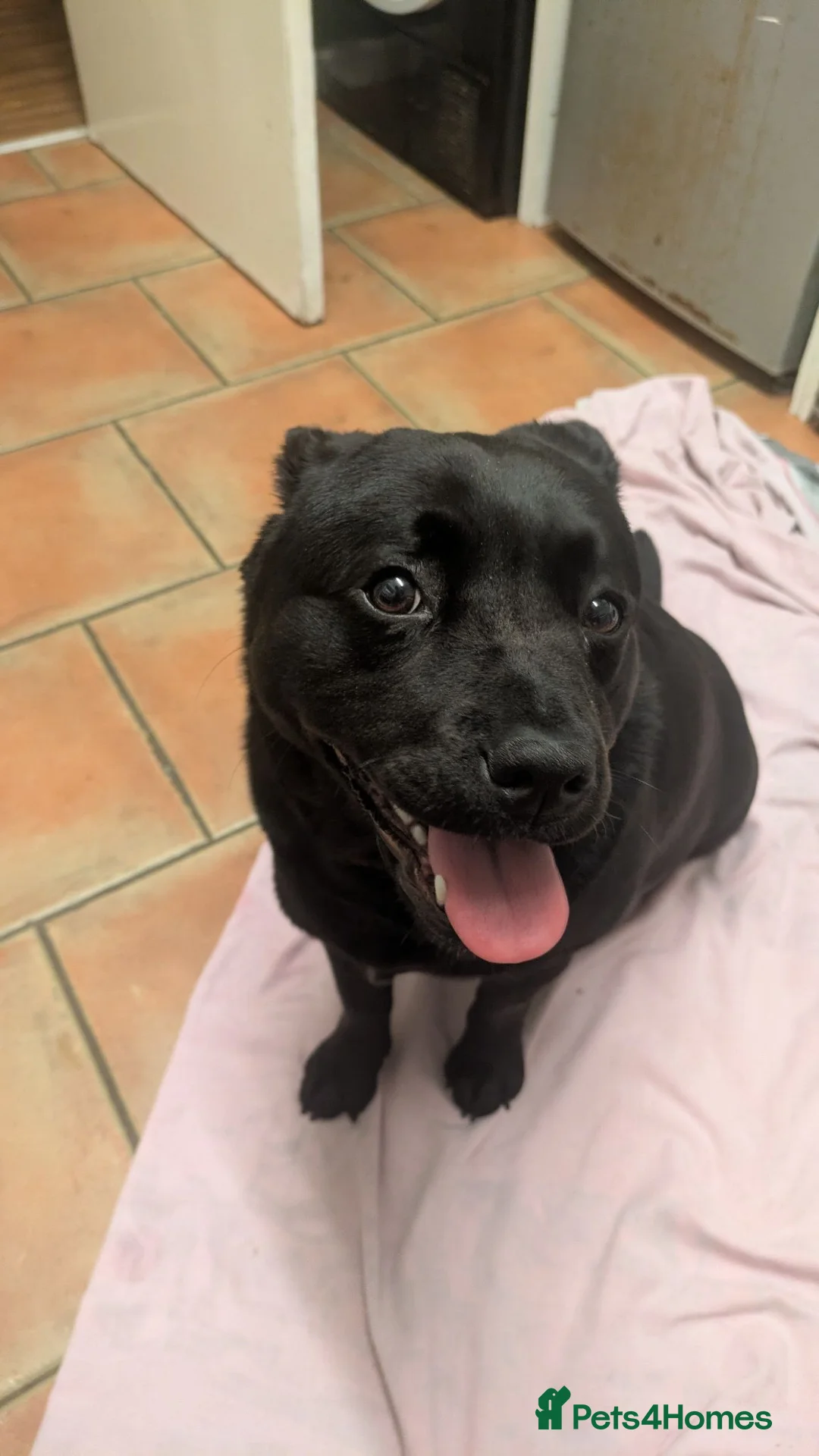 Mixed Breed dogs for sale: Puppies for sale in Leicester - Advert 1