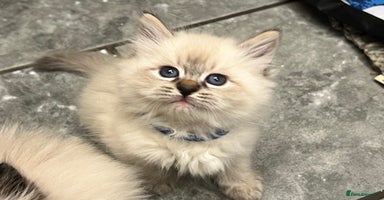 Siberian cats 👑💎Stunning GCCF Siberian Babies💎👑 - Advert 11