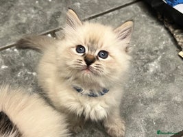 Siberian cats 👑💎Stunning GCCF Siberian Babies💎👑 - Advert 4