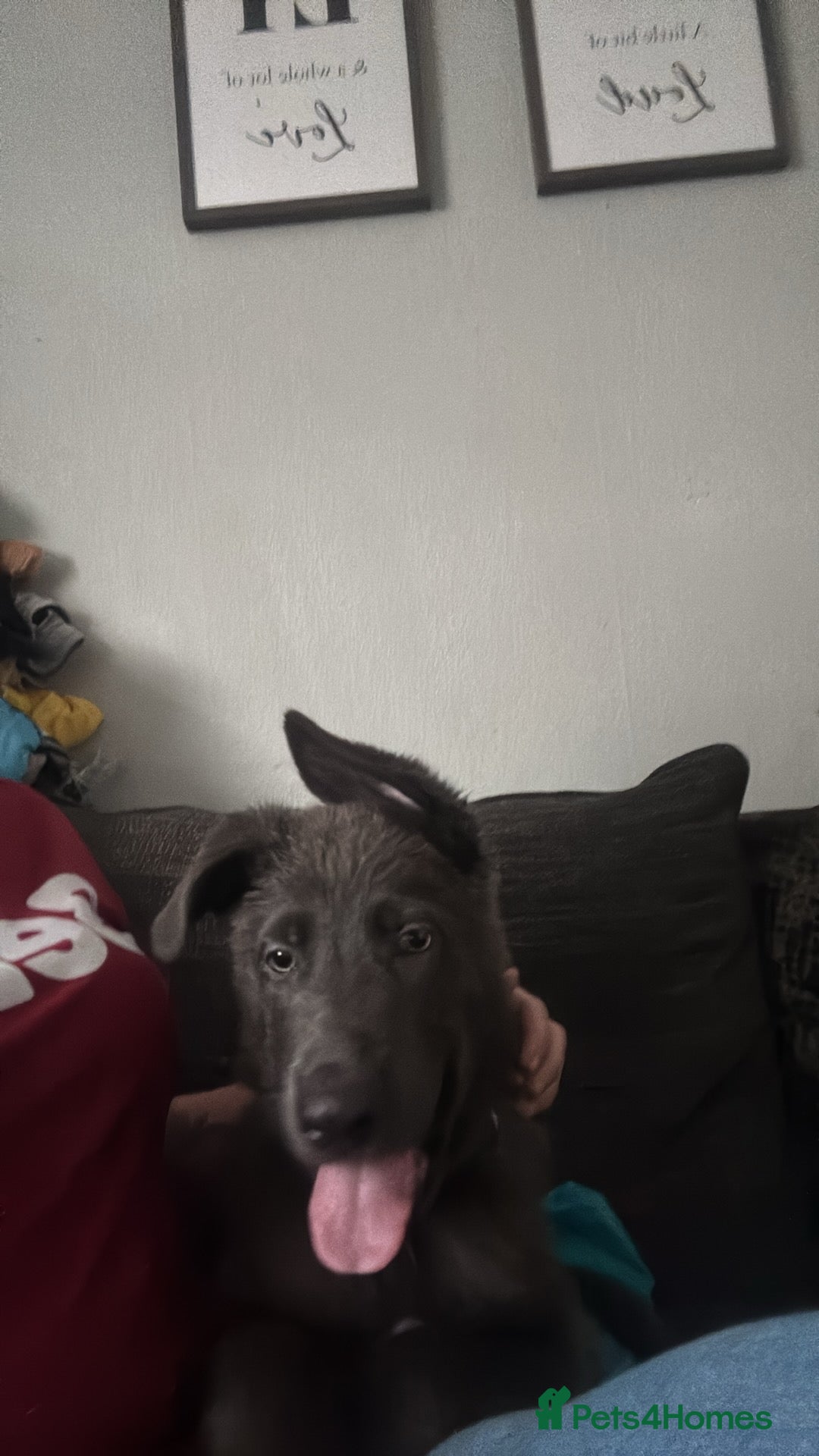 German Shepherd dogs for sale: Blue German shepherd male - Image 6