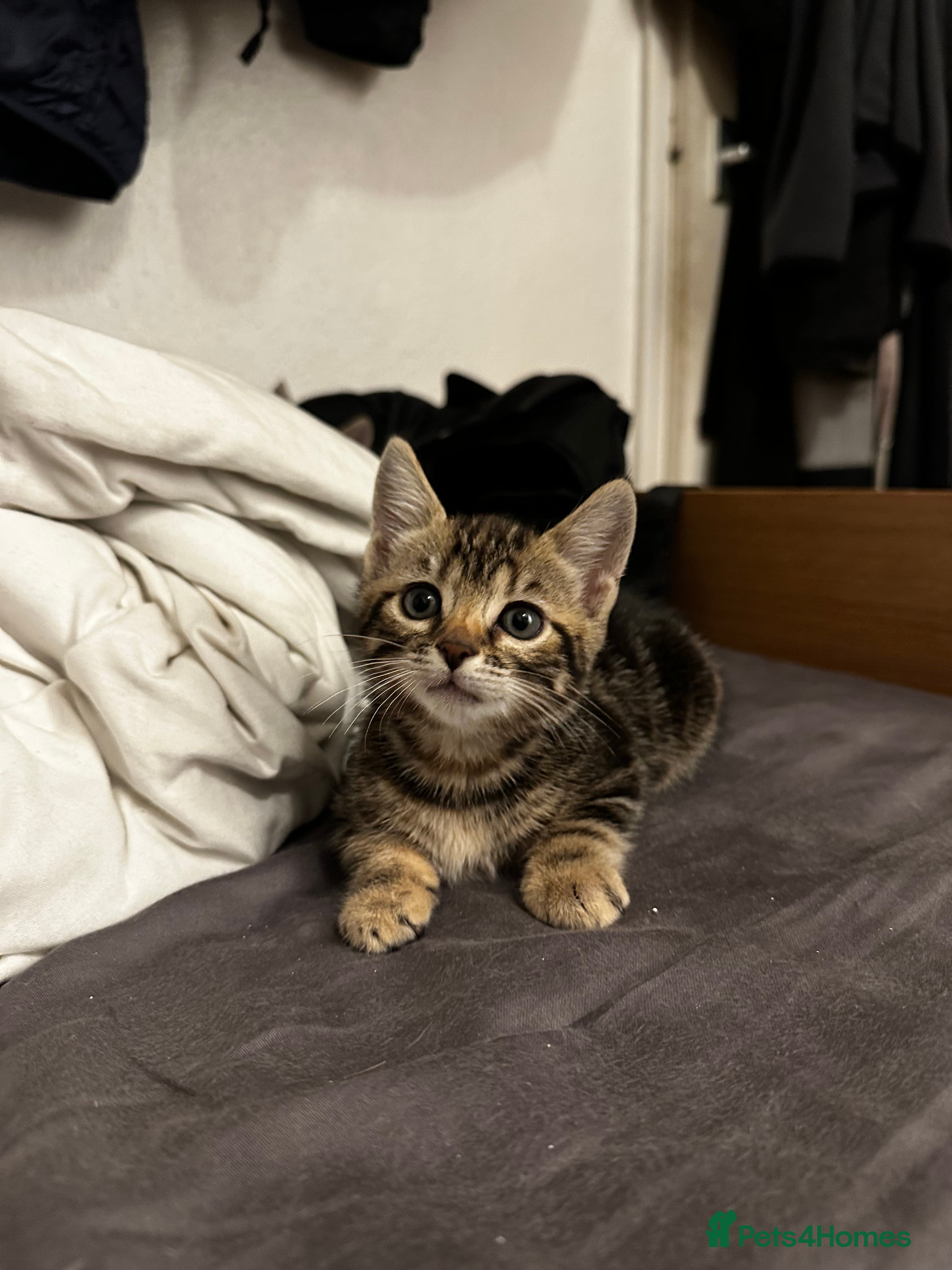 Domestic Shorthair cats 1 domestic shorthair (7 weeks old) - Advert 16