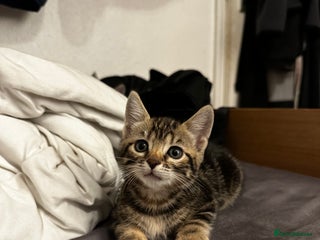 Domestic Shorthair cats 1 domestic shorthair (7 weeks old) - Advert 1