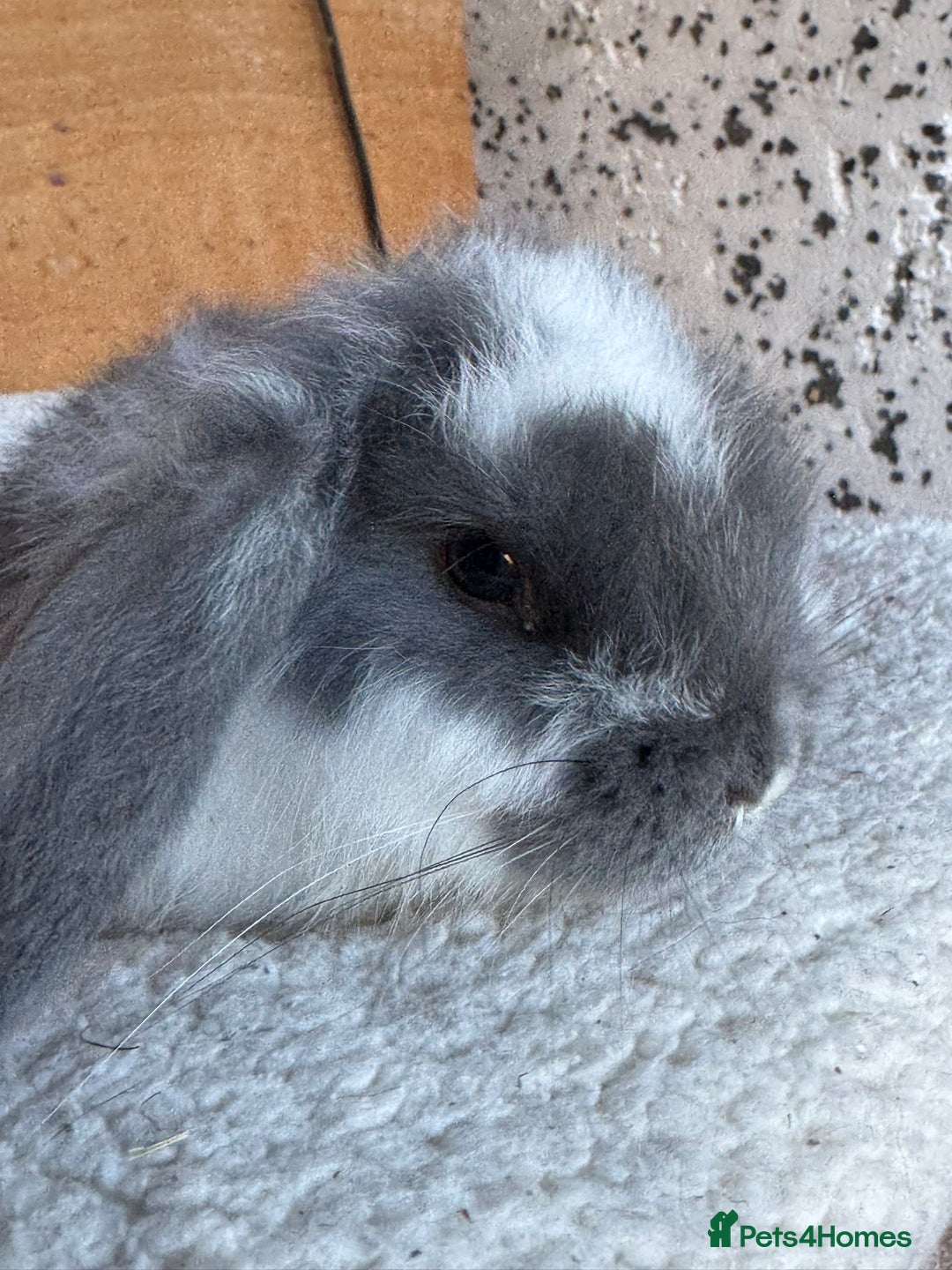 French Lop rabbits for sale: Purebred French Lop baby rabbits for sale  - Advert 23
