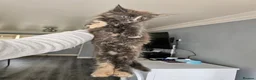 Maine Coon cats for sale: pure MAINE COONS - Advert 21