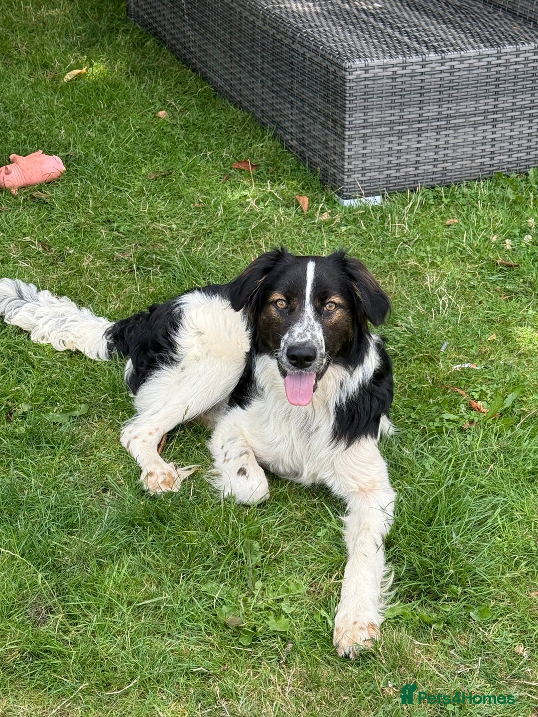 Border Collie dogs for adoption: Oliver’s Story: One Hour From Death - Image 4