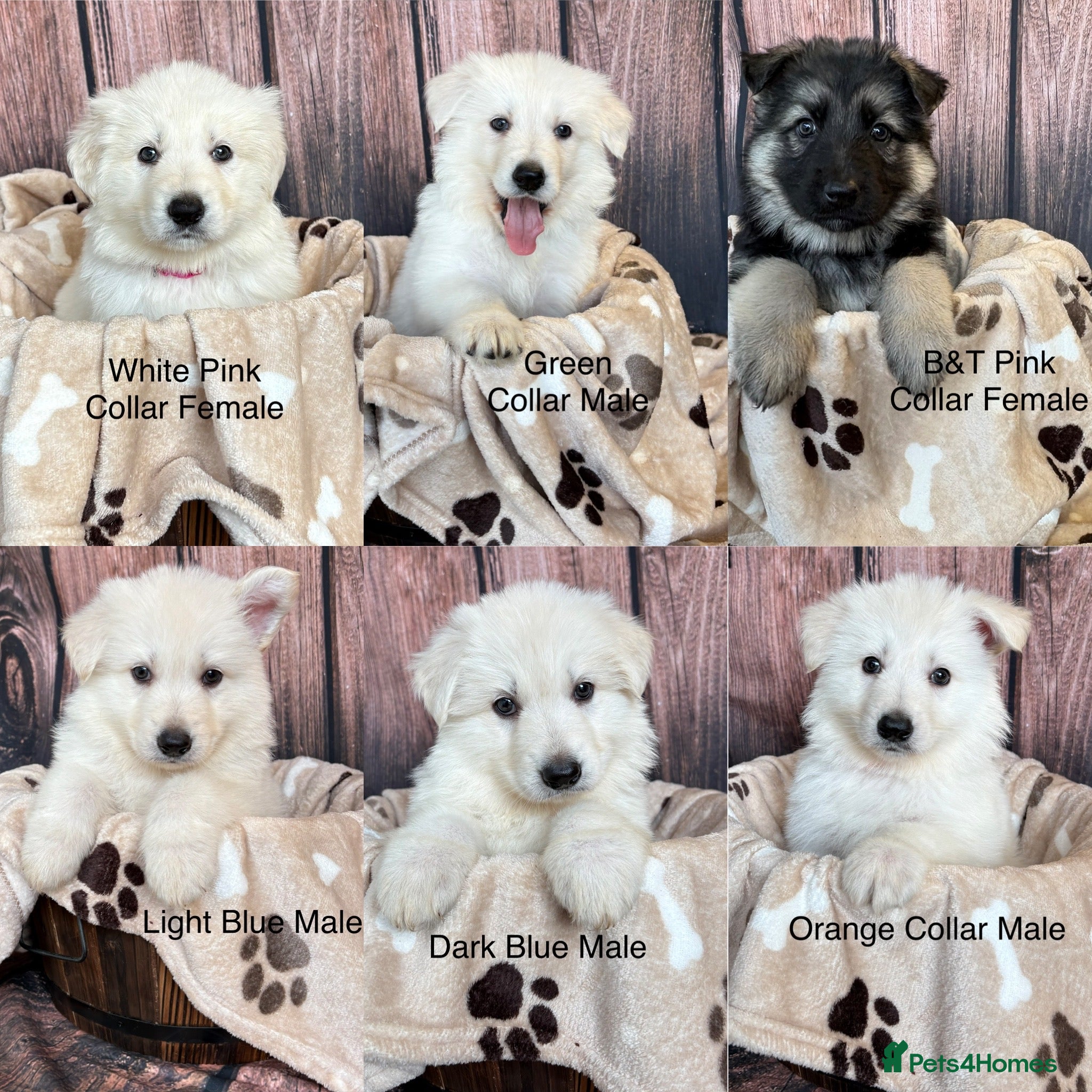 German Shepherd dogs KC German Shepherd Puppies 👀🏡 - Advert 2