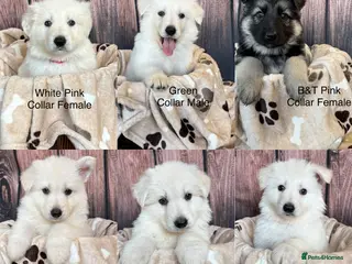 German Shepherd dogs KC German Shepherd Puppies 👀🏡 - Advert 5