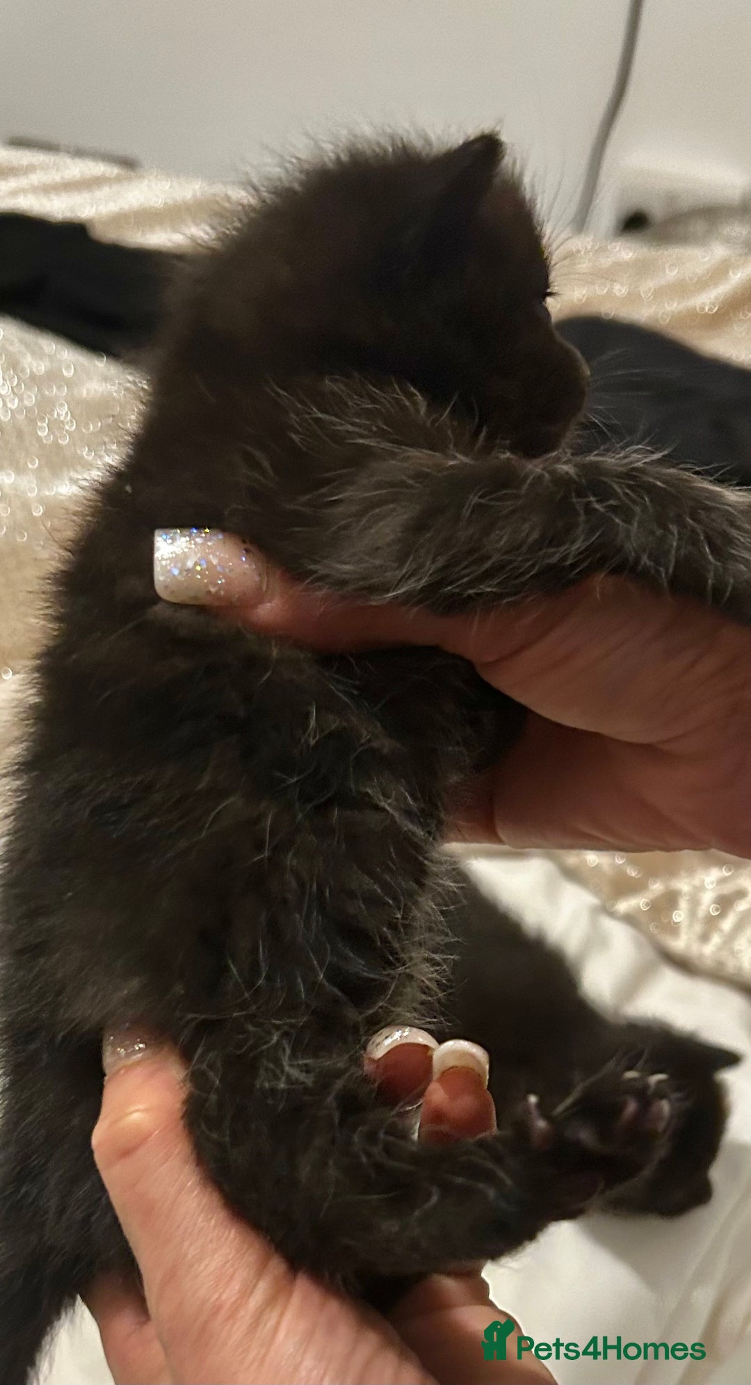 British Shorthair cats for sale: Bombay x British short hair kitten - Advert 9